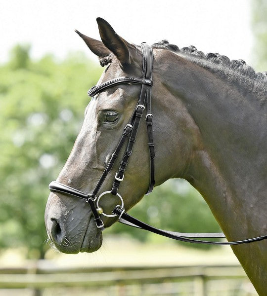 Solibel Trense Heidelberg