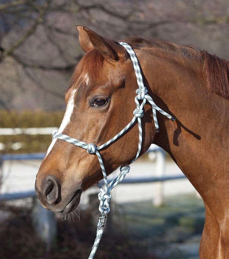 Knotenhalfter Standard