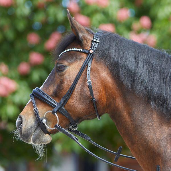 Kieffer Trense Sylvie II