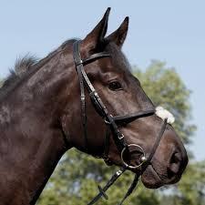 Kieffer Trense Cassiopeia